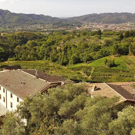 Ginepro Grillo * Camaiore