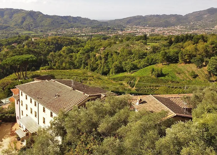 Ginepro Grillo - Happy * Камайоре